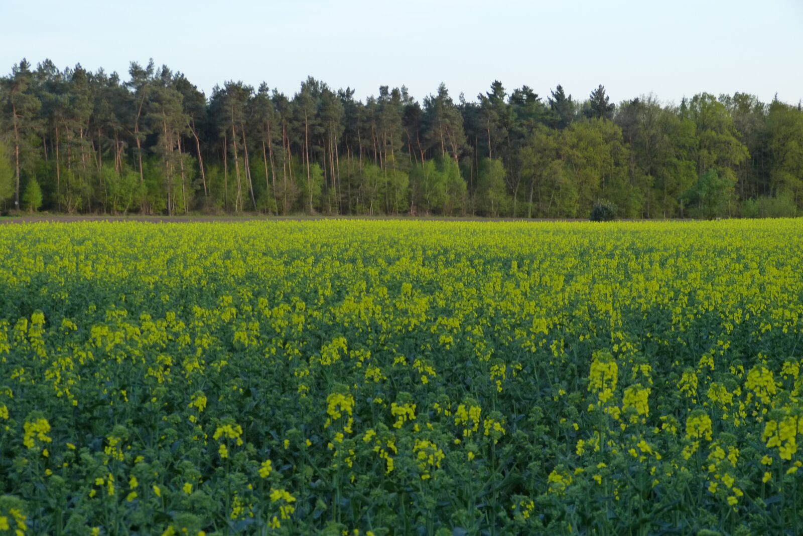Panasonic Lumix DMC-FZ150 sample photo. Oilseed rape, field, field photography