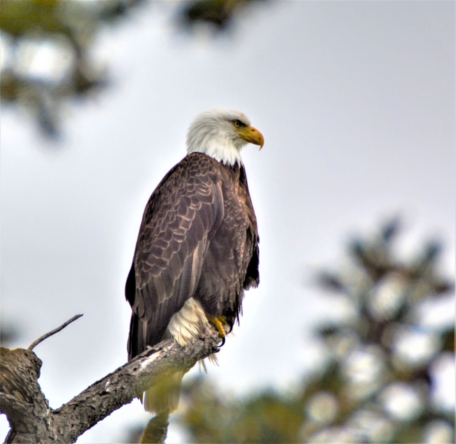 Nikon D7100 sample photo. Bald eagle, raptor, bird photography