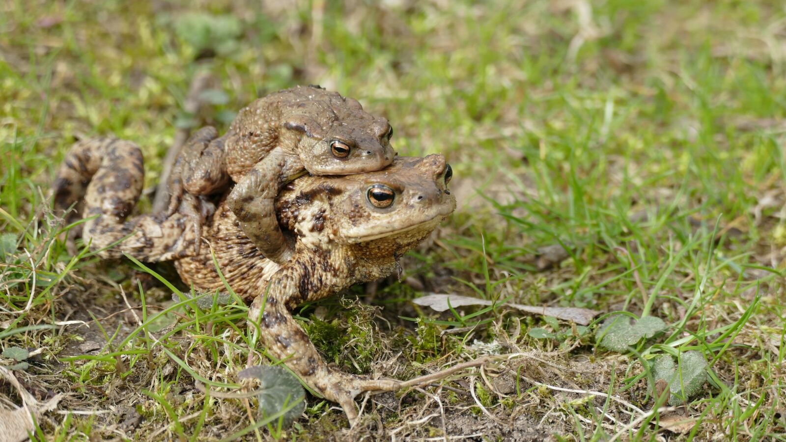 Panasonic Lumix DMC-FZ1000 sample photo. Nature, animals, frog photography