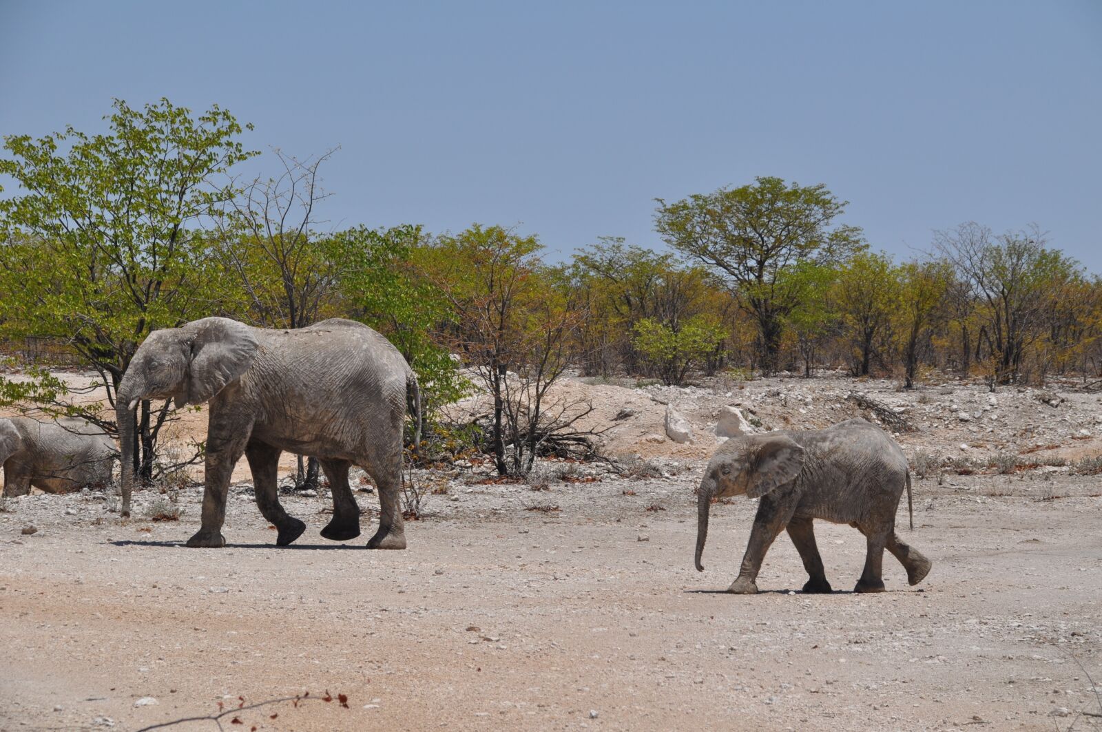 Nikon D5000 sample photo. Namibia, desert, travel photography