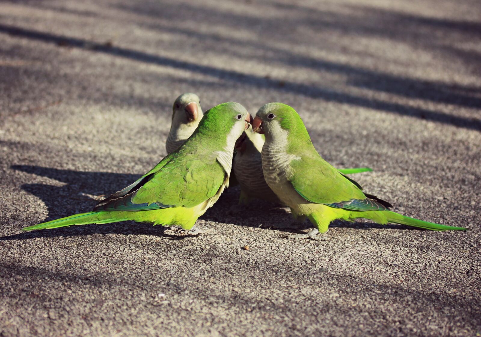 Canon EF-S 60mm F2.8 Macro USM sample photo. Parrot, green, birds photography