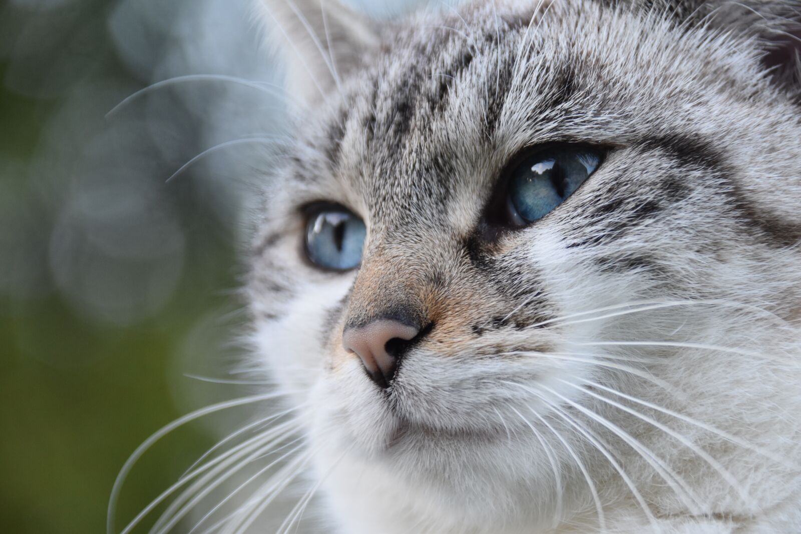Nikon D5600 sample photo. Cat, alley cat, european photography