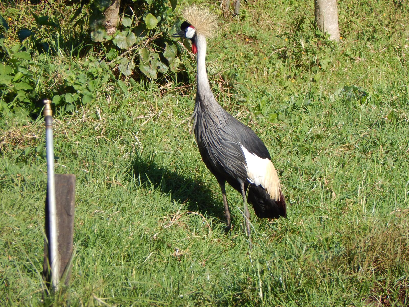 Nikon Coolpix L830 sample photo. Nature, bird, wildlife photography