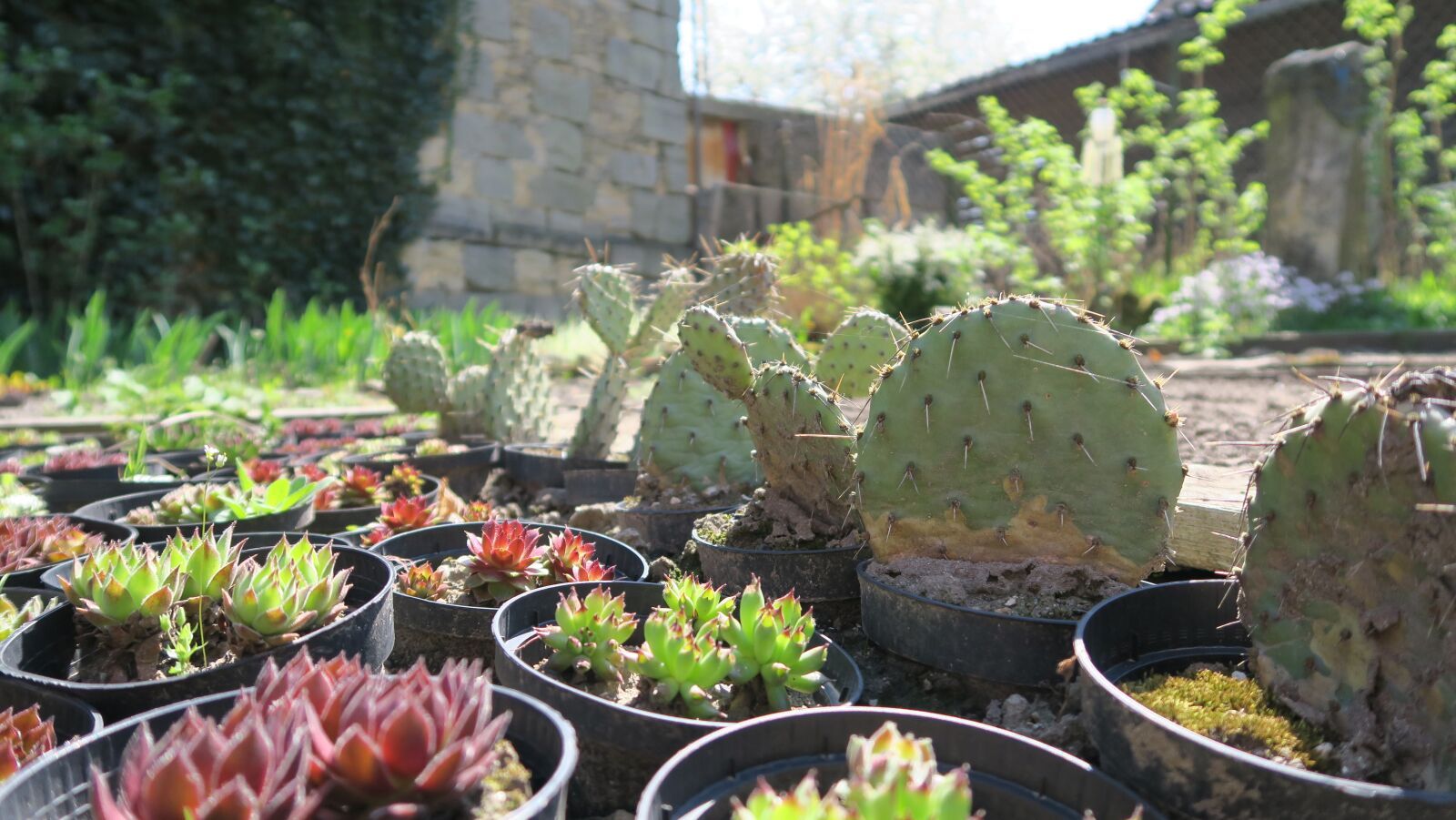 Canon PowerShot G5 X sample photo. Cactus, garden, sun photography
