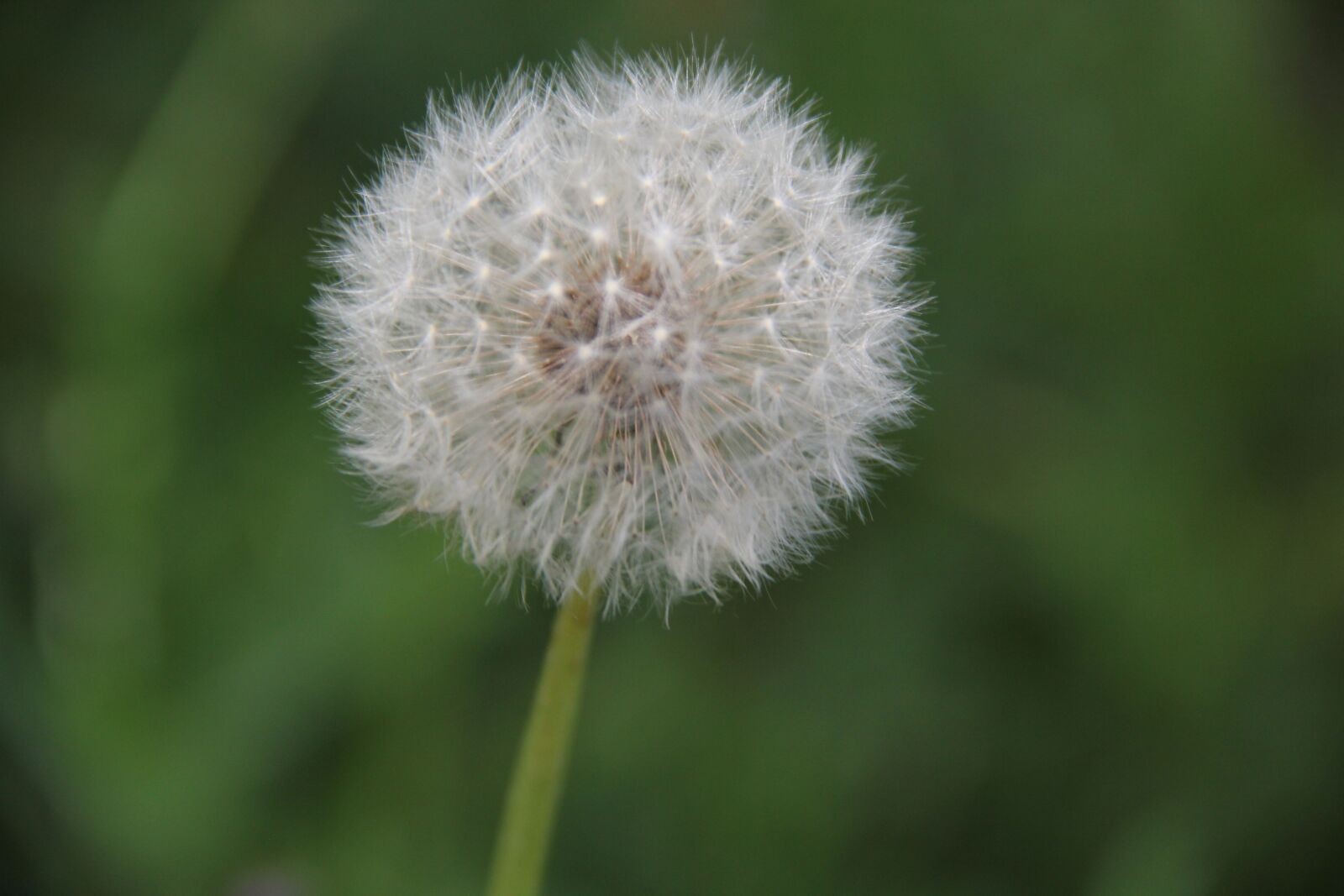 Canon EOS 60D sample photo. Dandelion, nature, close up photography