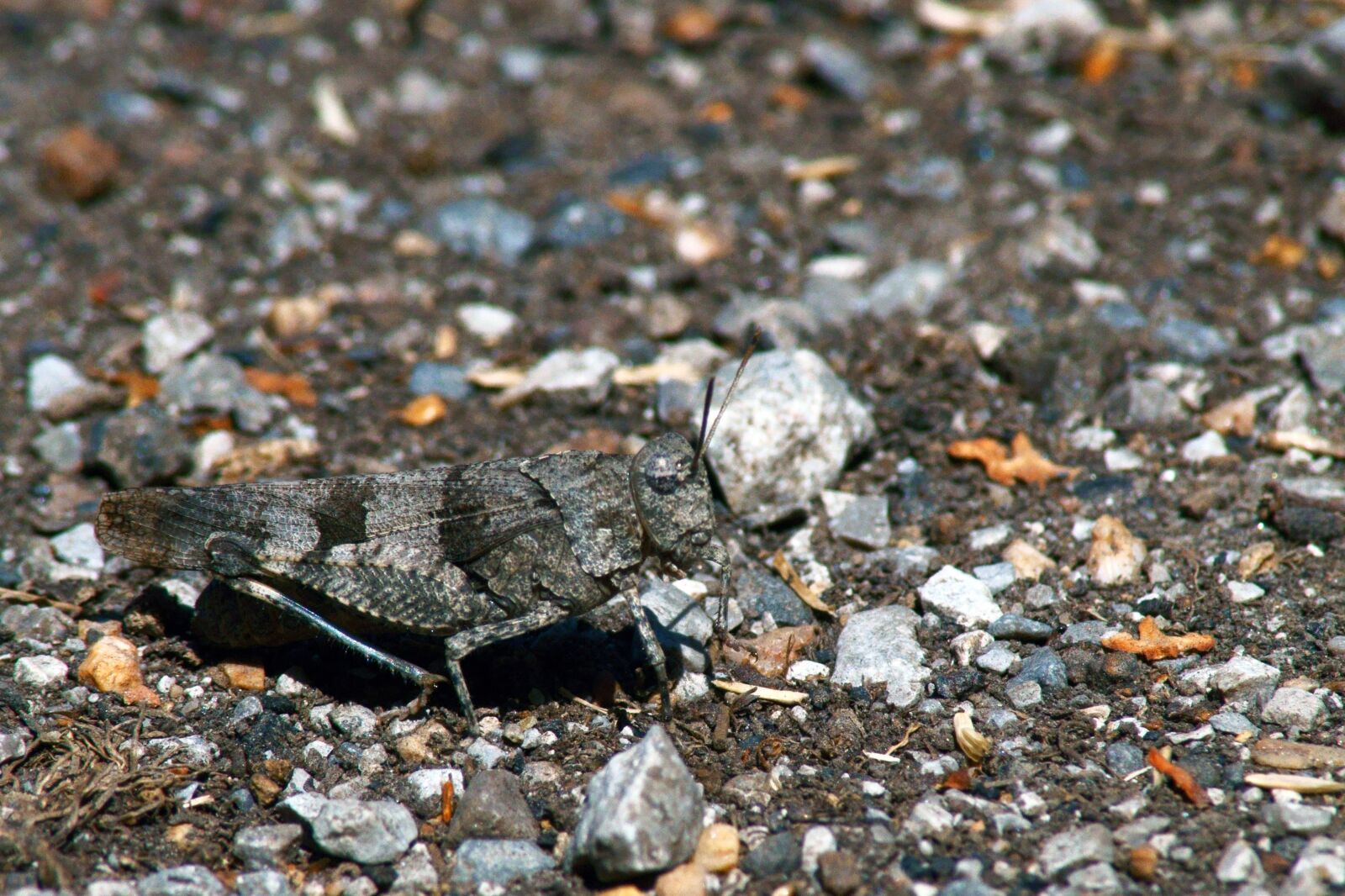 Sony SLT-A58 sample photo. Camouflage, grasshopper, grey, ground photography