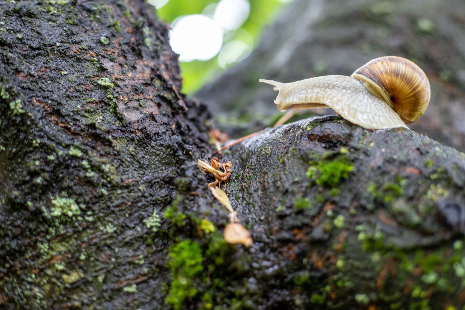 Canon EOS 6D Mark II + Canon EF 50mm F1.8 STM sample photo. Snail, nature, tree photography