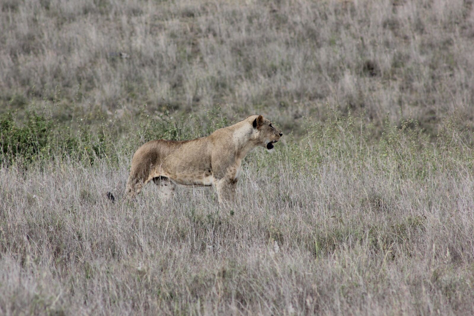 Canon EOS 550D (EOS Rebel T2i / EOS Kiss X4) sample photo. Safari, kenya, masai mara photography