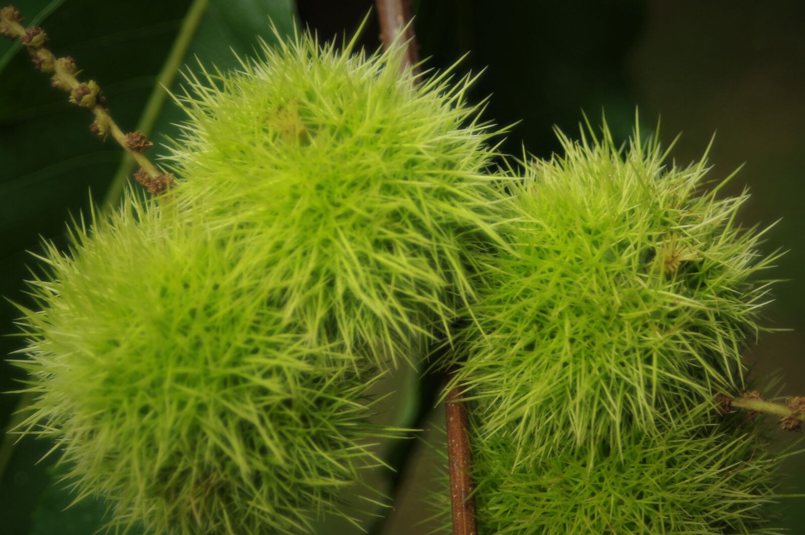 Pentax K-x sample photo. Horse chestnut, chestnut, sweet photography