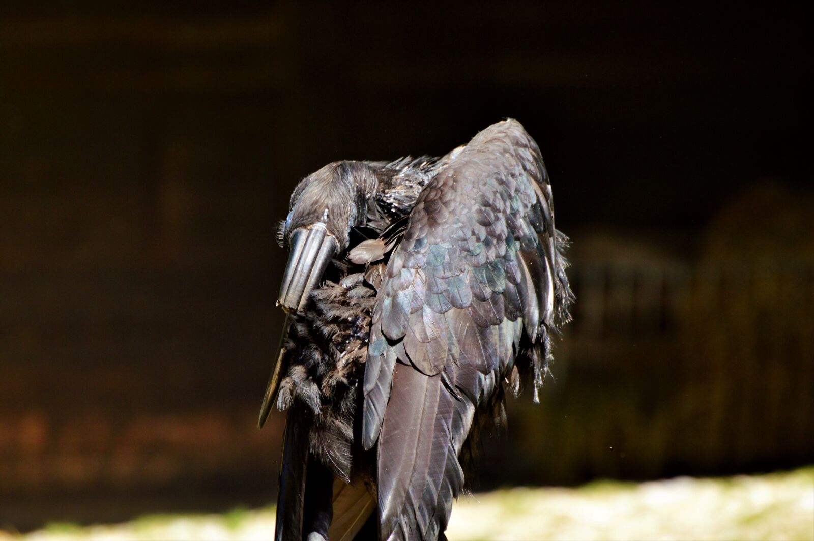 Nikon D3200 sample photo. Ground-hornbill, raven, hornbill photography