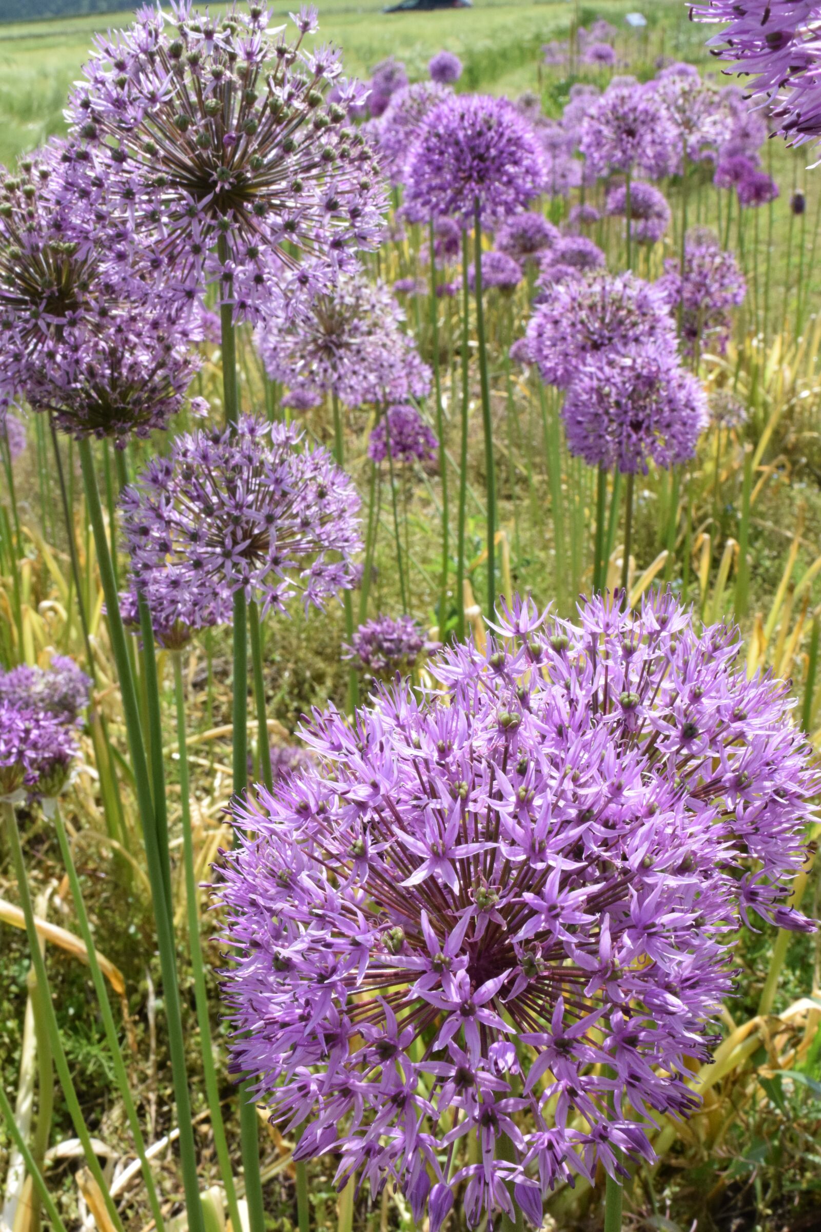 Nikon D3300 sample photo. Leek, ornamental onion, nature photography