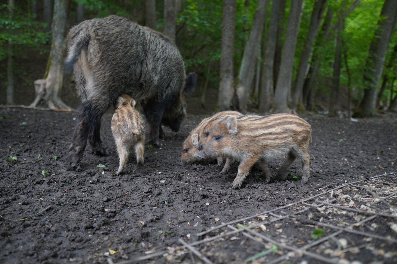 Sony a6400 + Sigma 16mm F1.4 DC DN | C sample photo. Wild boar, pig, sows photography