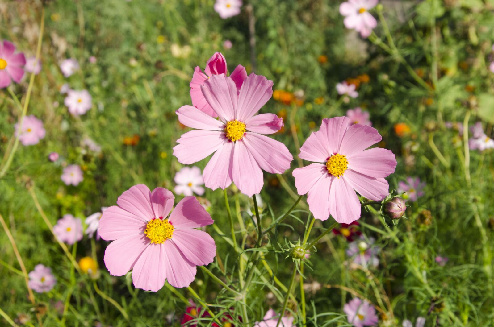 Nikon D7000 sample photo. Flowers, pink, summer photography