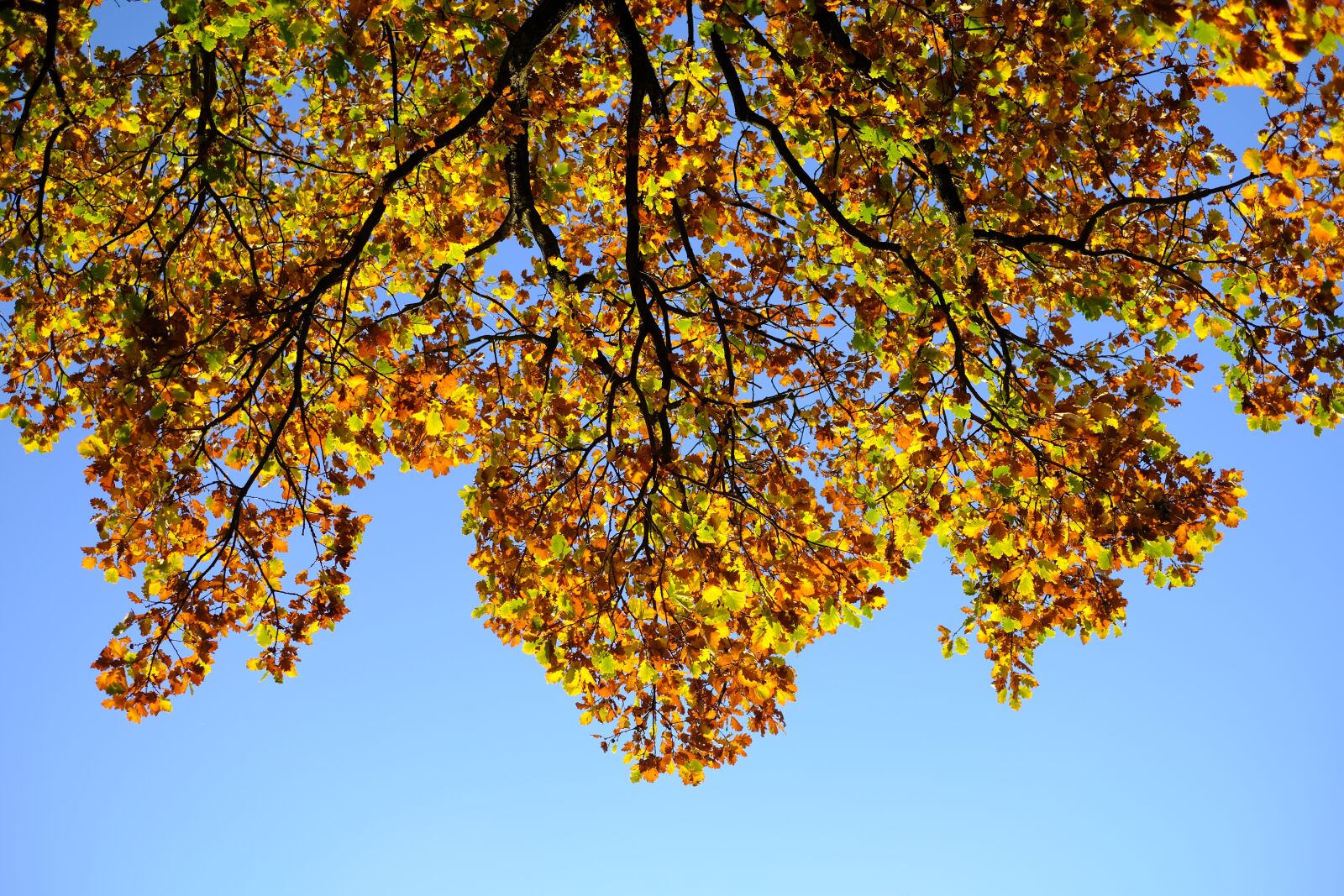 Fujifilm X-T2 + Fujifilm XF 35mm F1.4 R sample photo. Oak, oak leaves, leaf photography