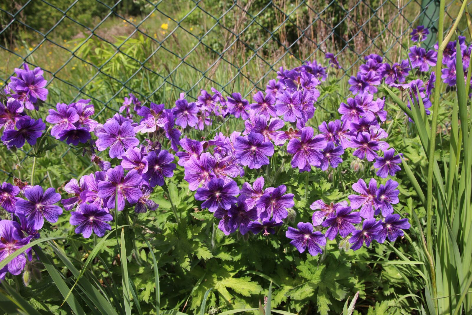 Canon EOS 60D sample photo. Flower, nature photography