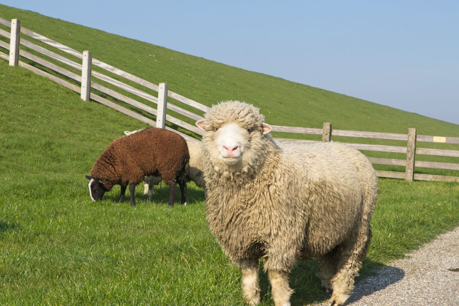 Canon EOS 6D Mark II sample photo. Sheep, white, black photography
