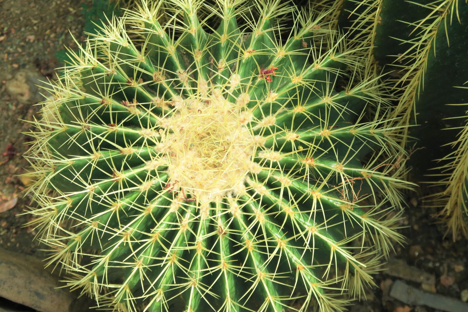 Canon PowerShot G7 X sample photo. Cactus, plant, nature photography