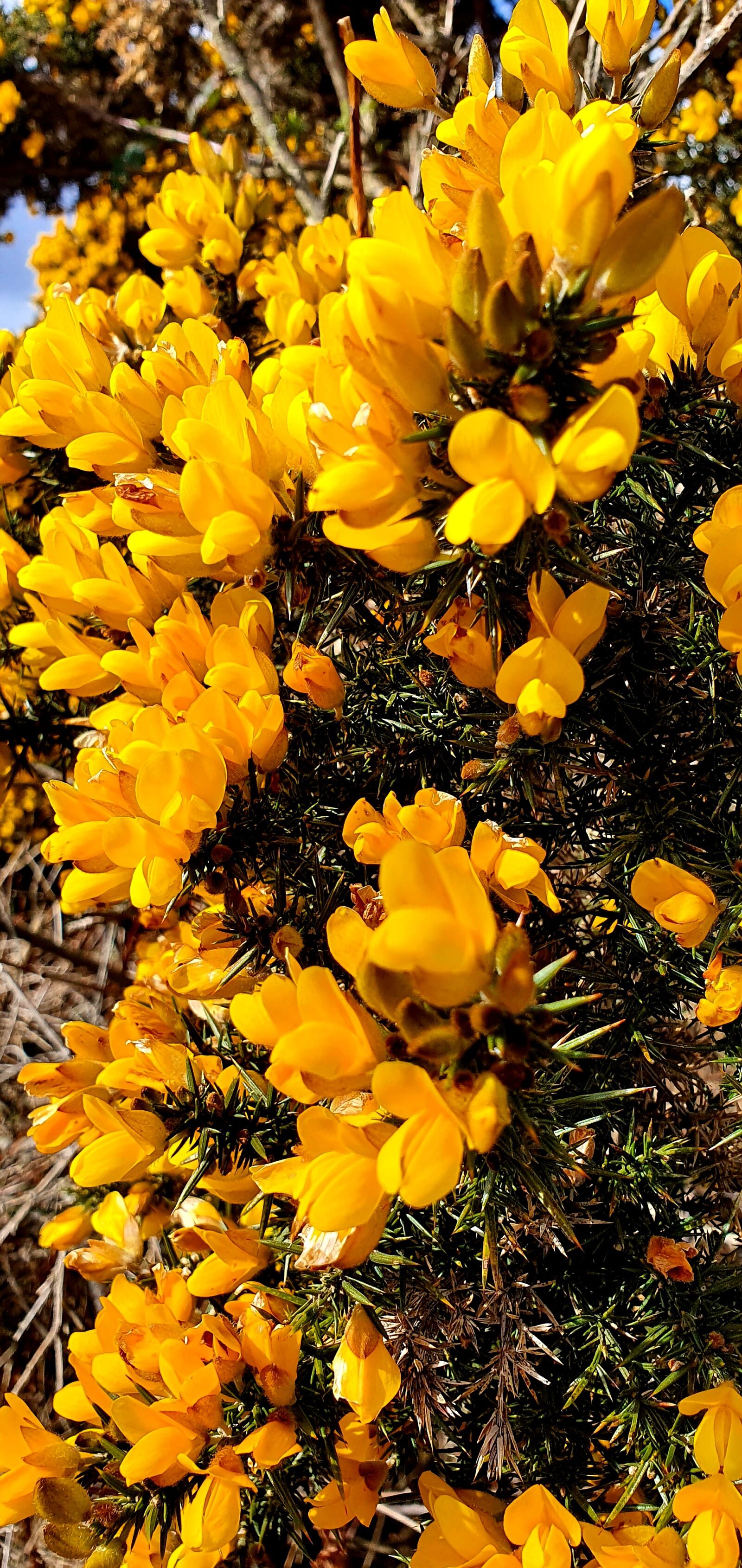 Samsung Galaxy S10+ sample photo. Whins, gorse, yellow photography