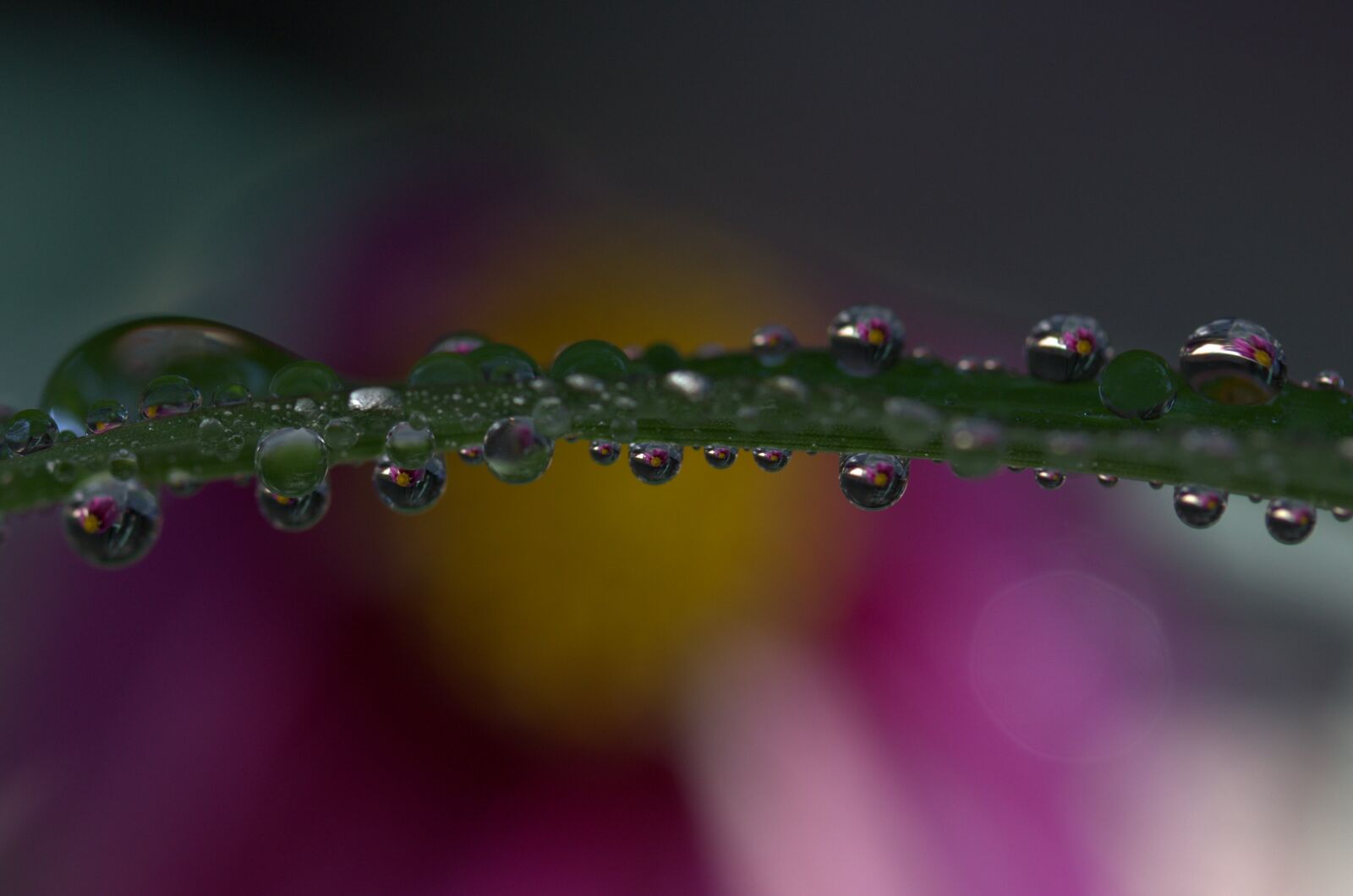 Canon EF-S 60mm F2.8 Macro USM sample photo. Drops, plant, macro photography