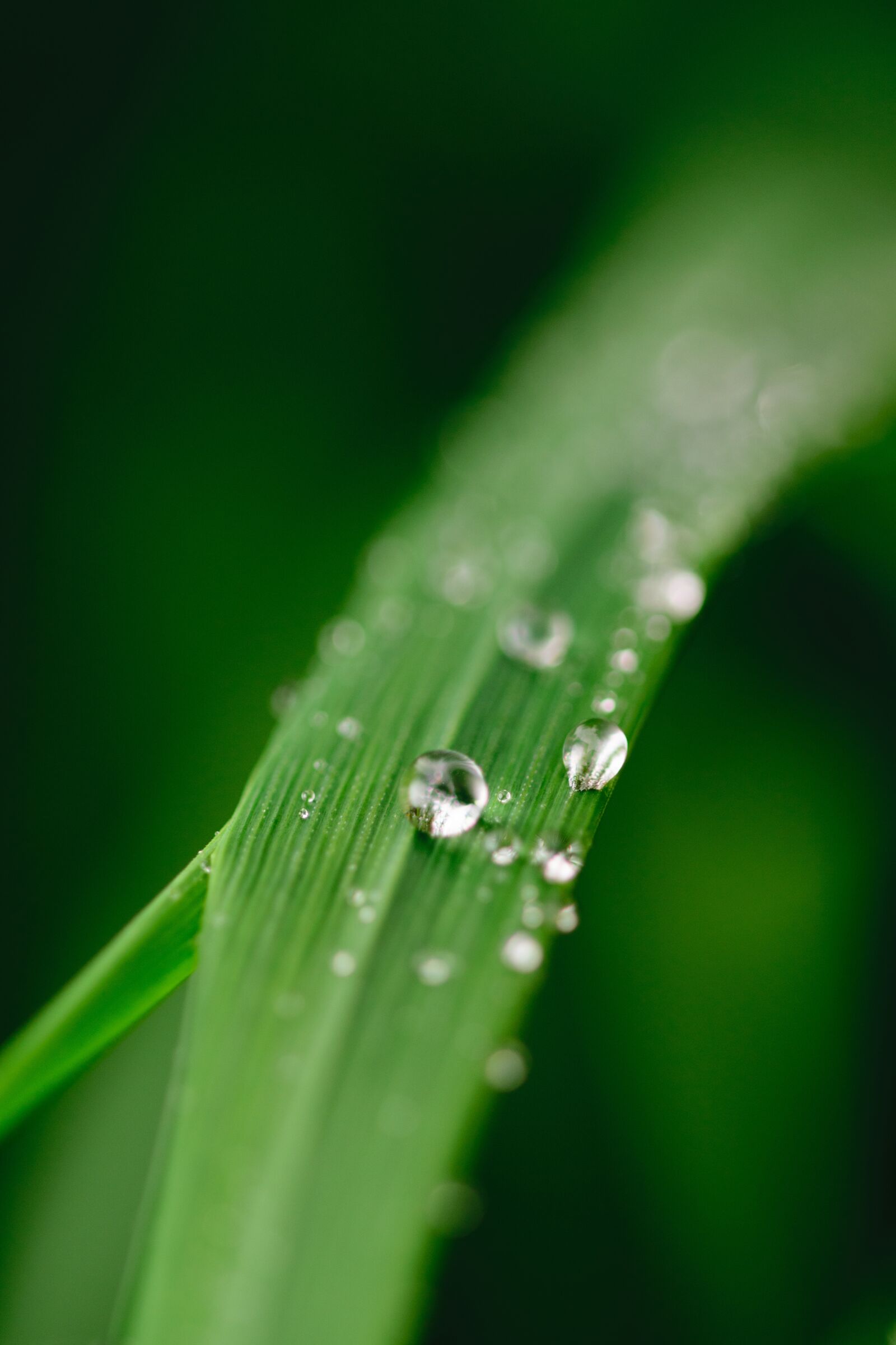 Nikon D5300 sample photo. Green, water, leaf photography