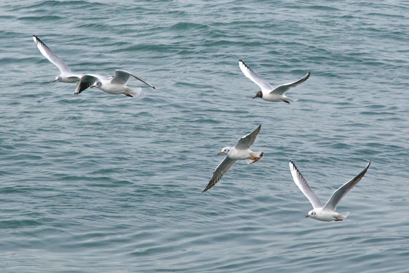 Nikon D5300 sample photo. Birds, seagull, nature photography