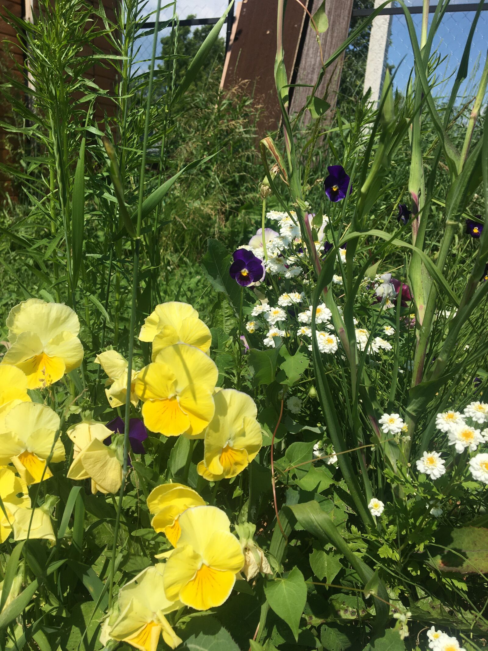 Apple iPhone 6s sample photo. анютины глазки, лето, цветы photography