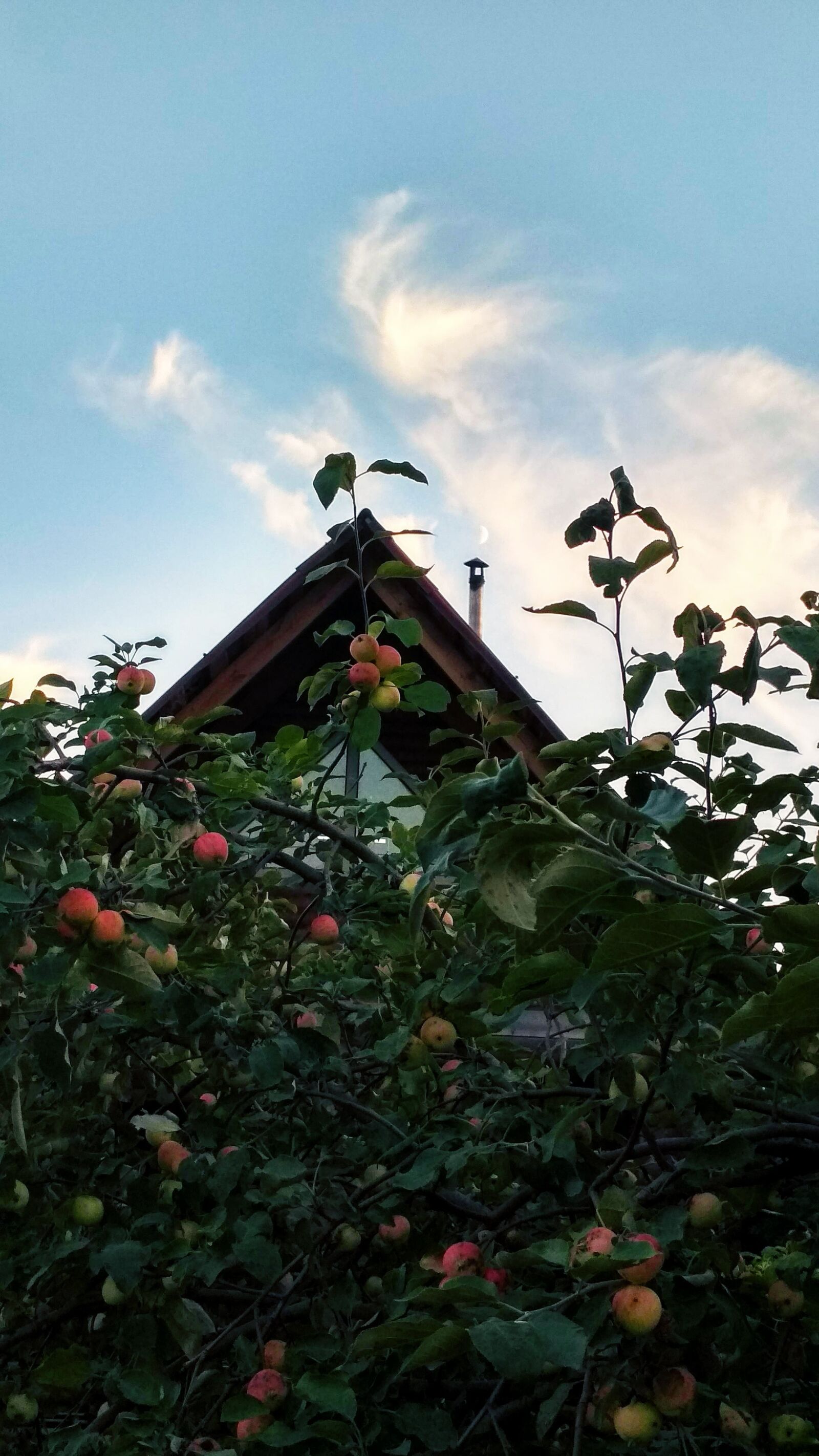 Xiaomi Redmi 4X sample photo. Sky, apple, nature photography
