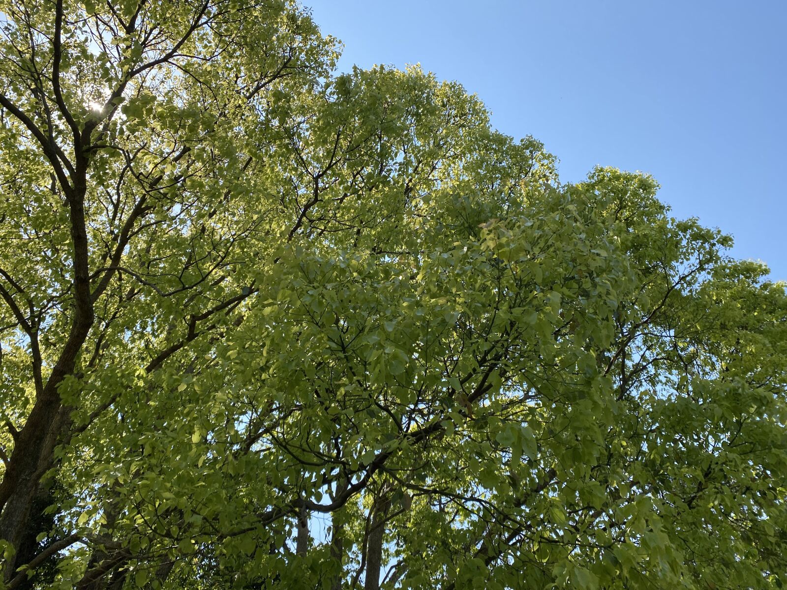 Apple iPhone 11 Pro Max sample photo. Tree, sky, nature photography