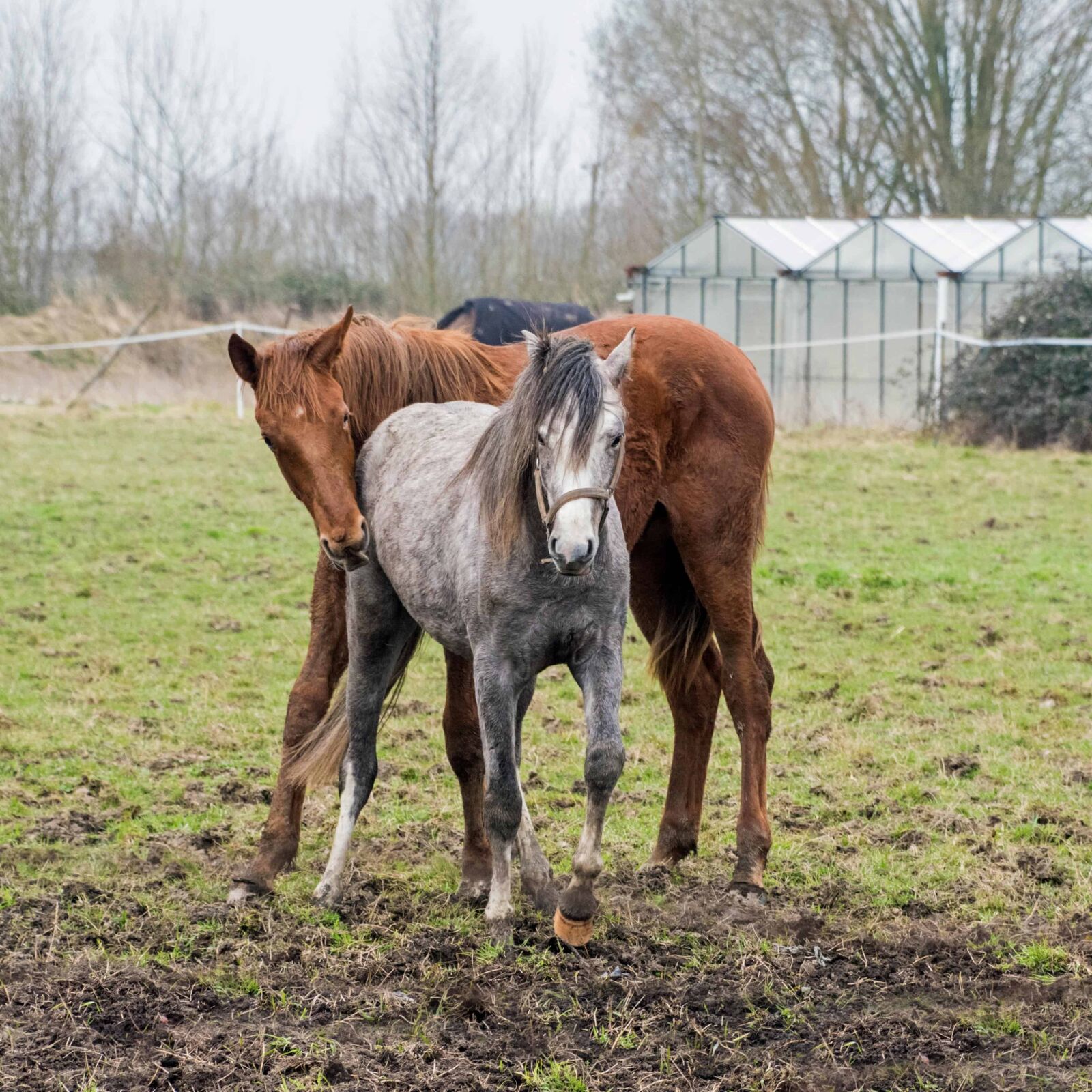 Nikon D500 sample photo. Animal, horse, agriculture, mare photography