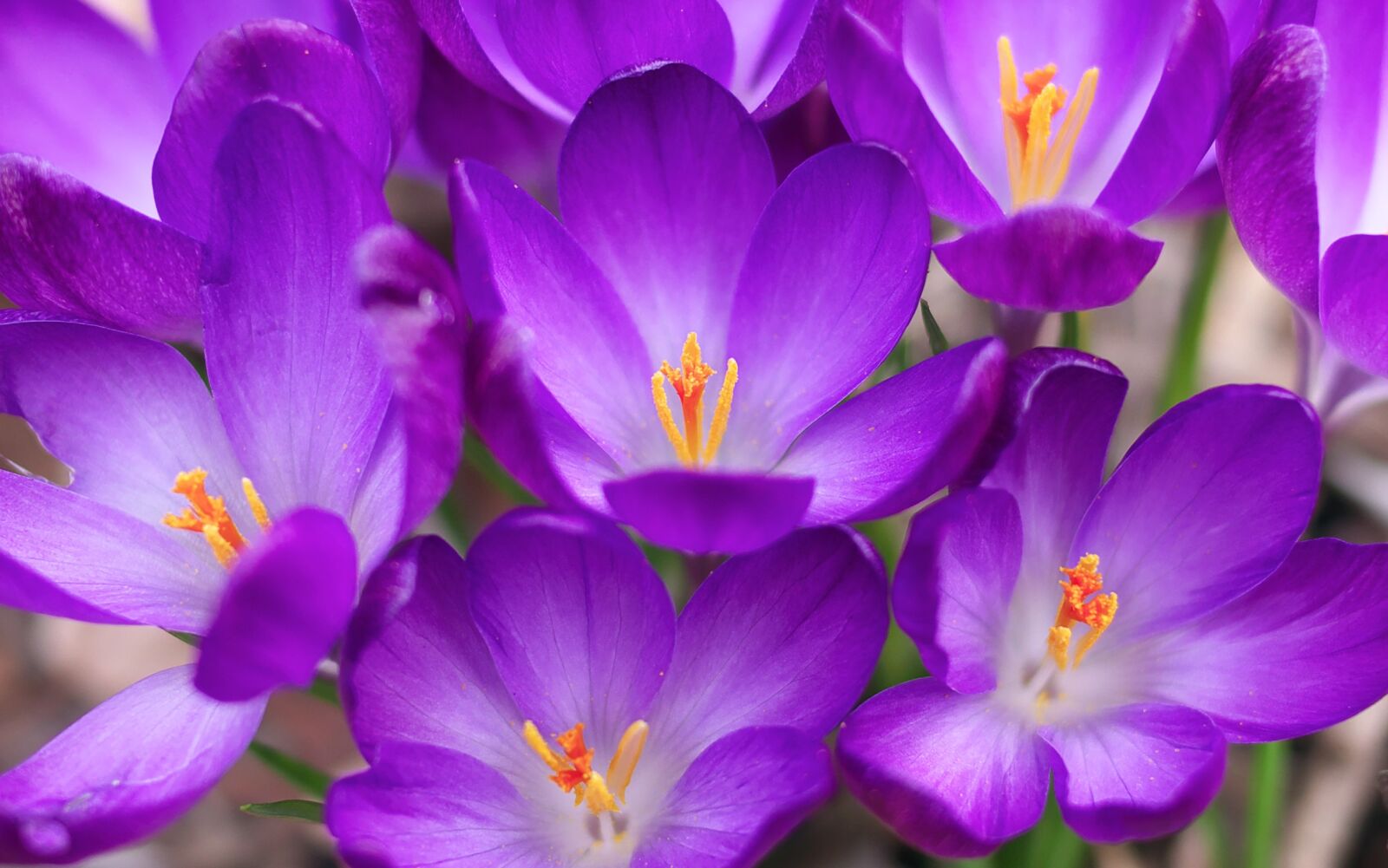 Panasonic Lumix DMC-GX7 sample photo. Flowers, plant, crocus photography