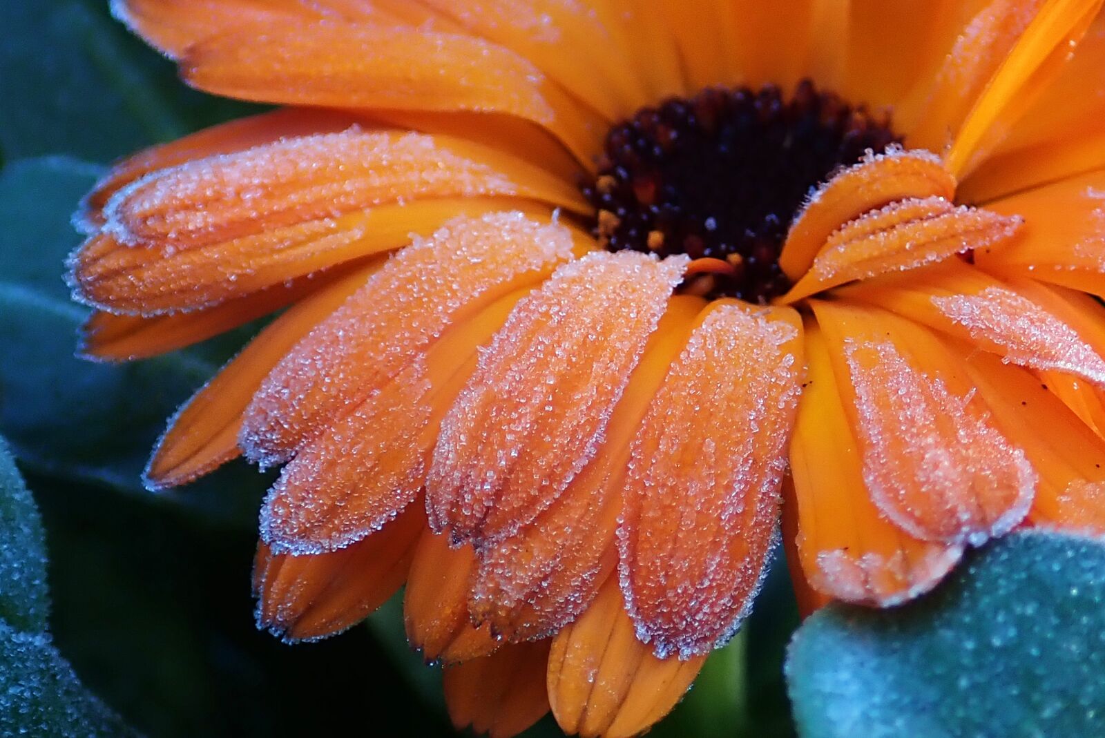 Olympus TG-5 sample photo. Frost, frozen, flower photography