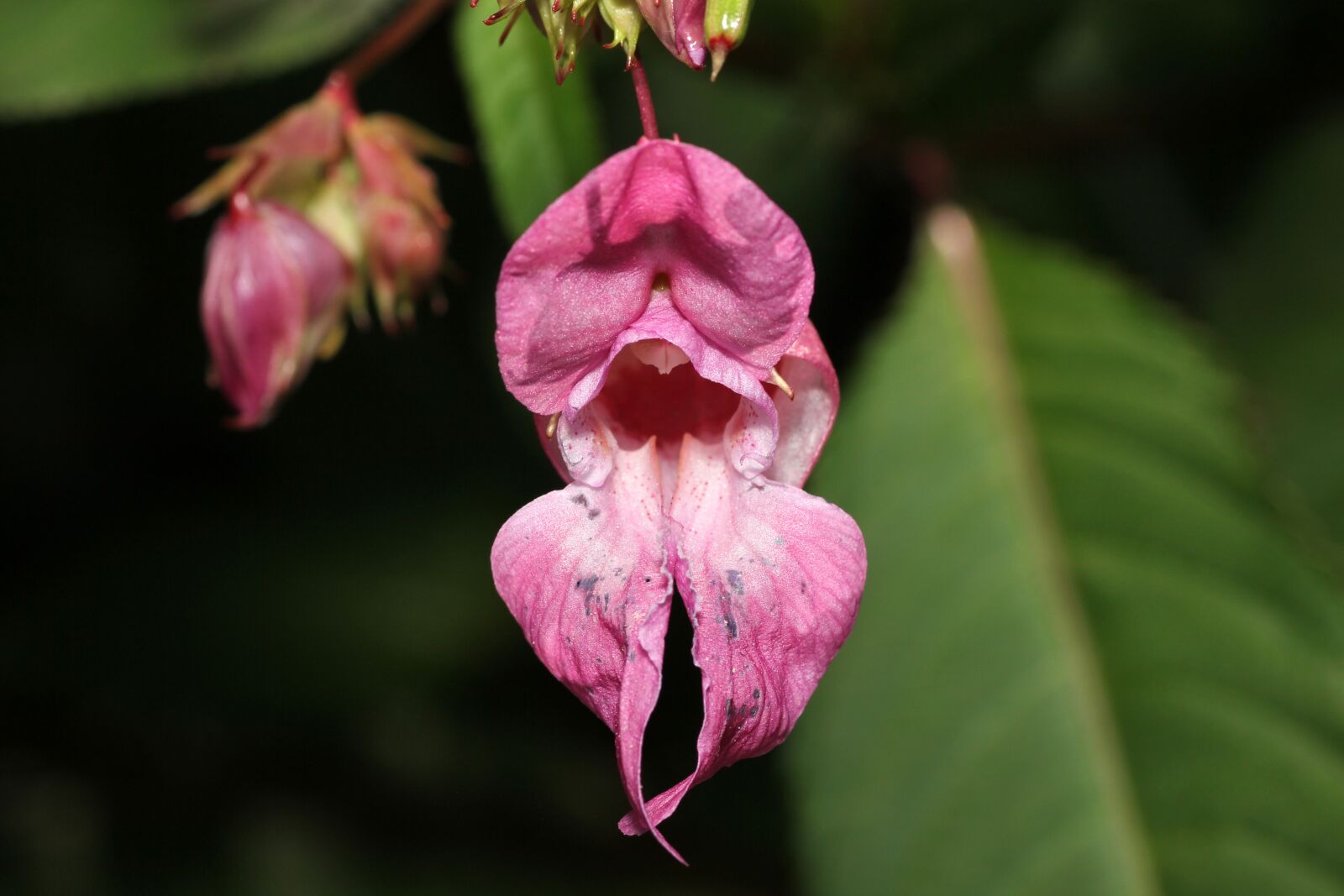 Canon EOS 60D sample photo. Flower, sprinkle, mouth photography