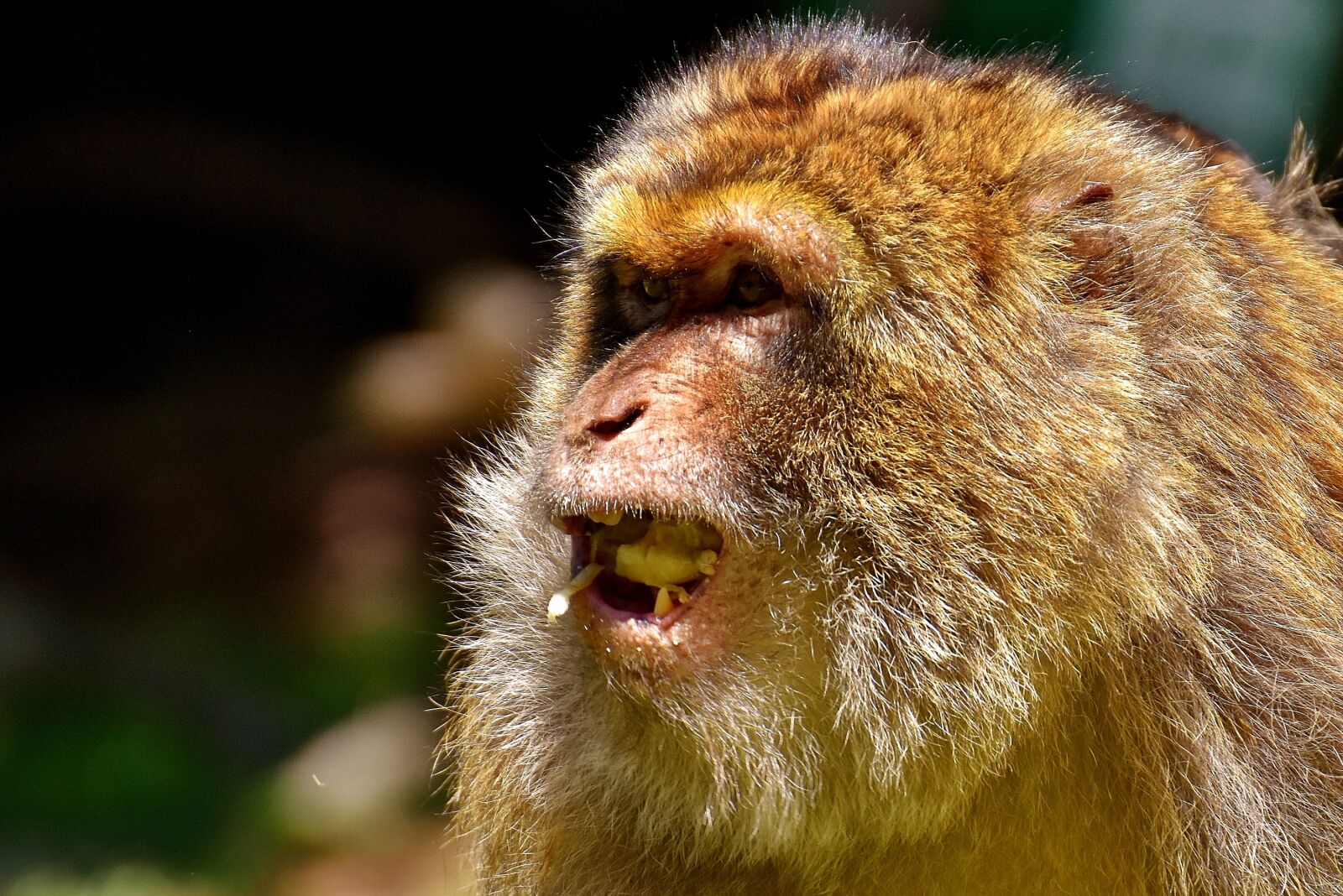 Nikon D7200 sample photo. Ape, barbary ape, endangered photography