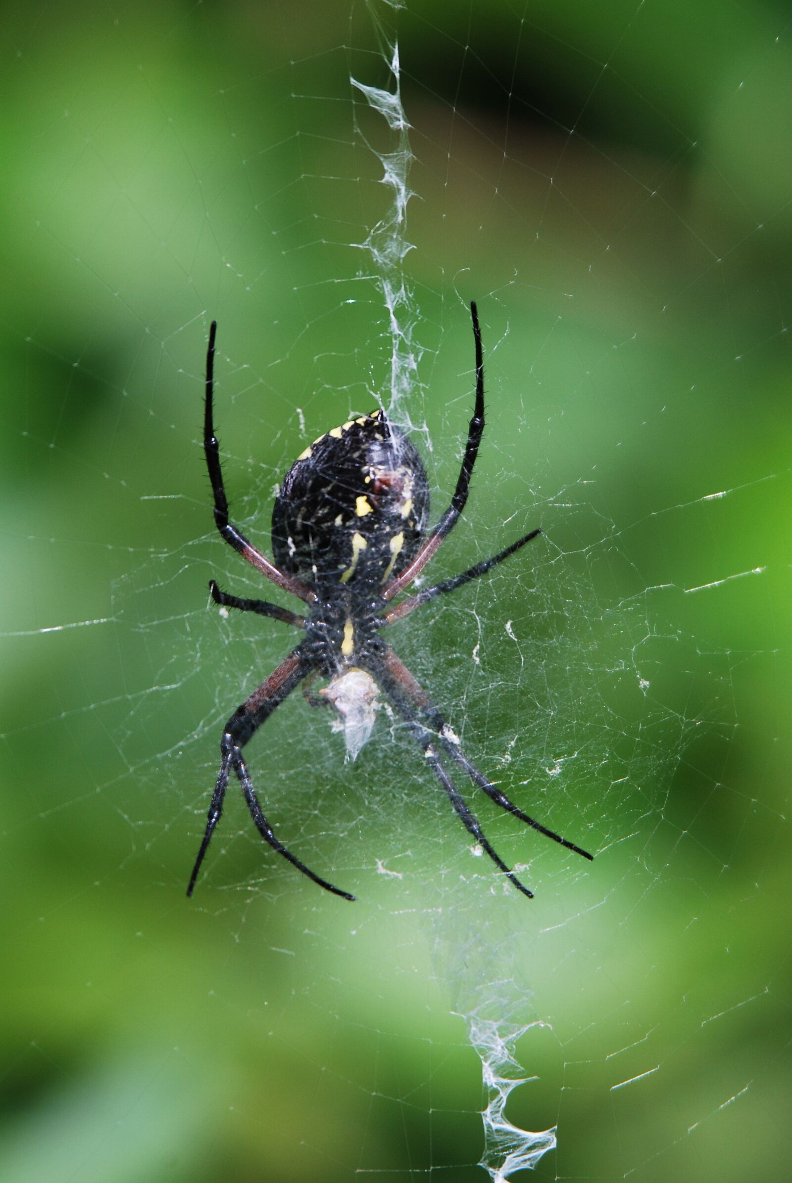 Nikon D60 sample photo. Spider, web, garden photography