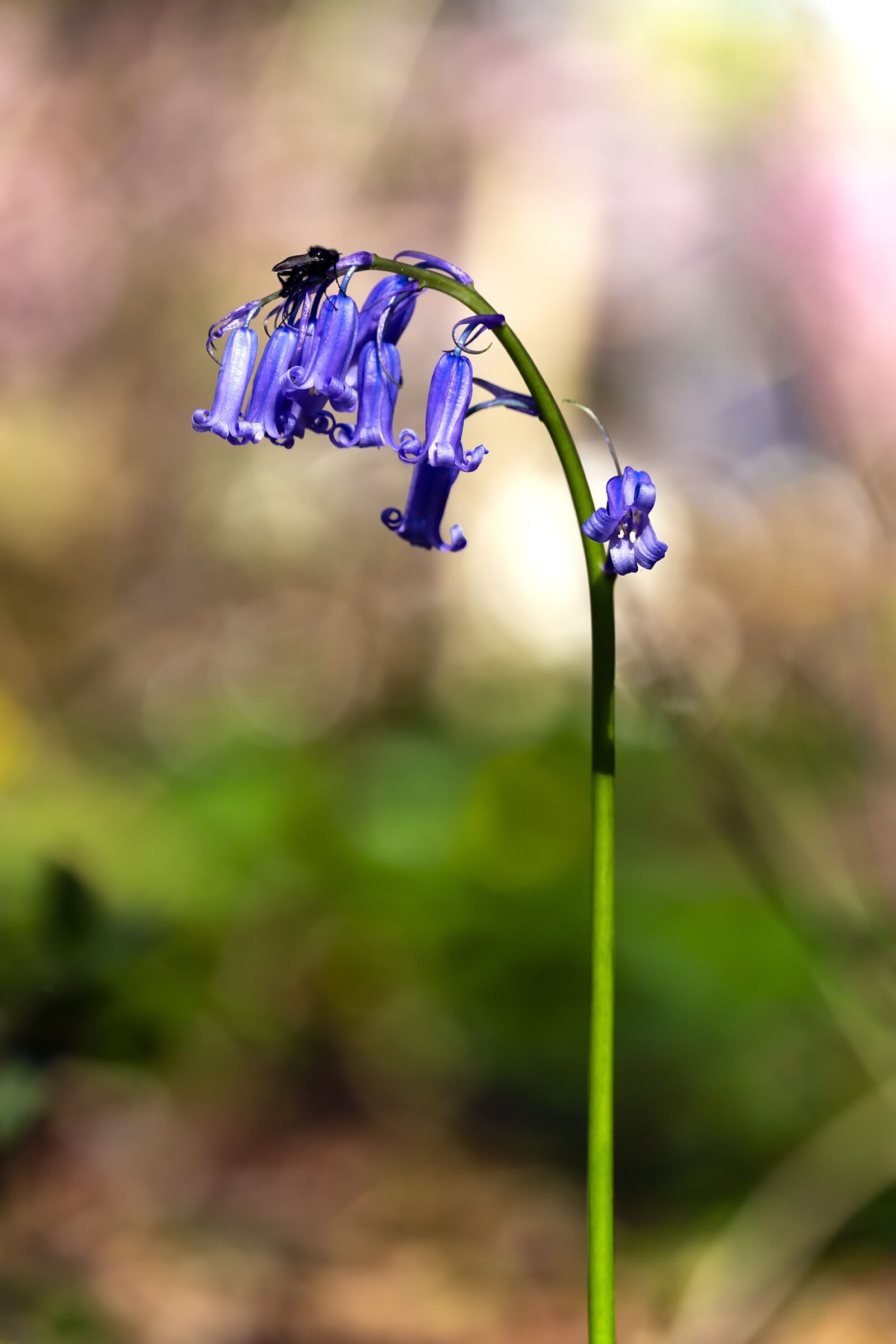 Canon EF-S 55-250mm F4-5.6 IS STM sample photo. Wood, bokeh, nature photography