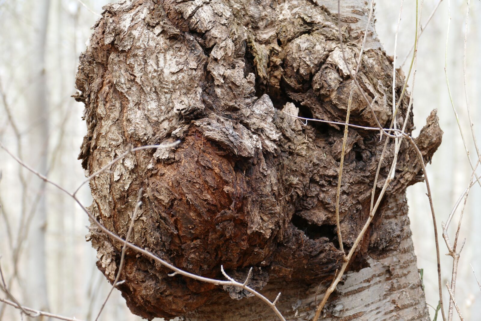 Panasonic Lumix DMC-FZ1000 sample photo. Tree, knot, proliferation photography