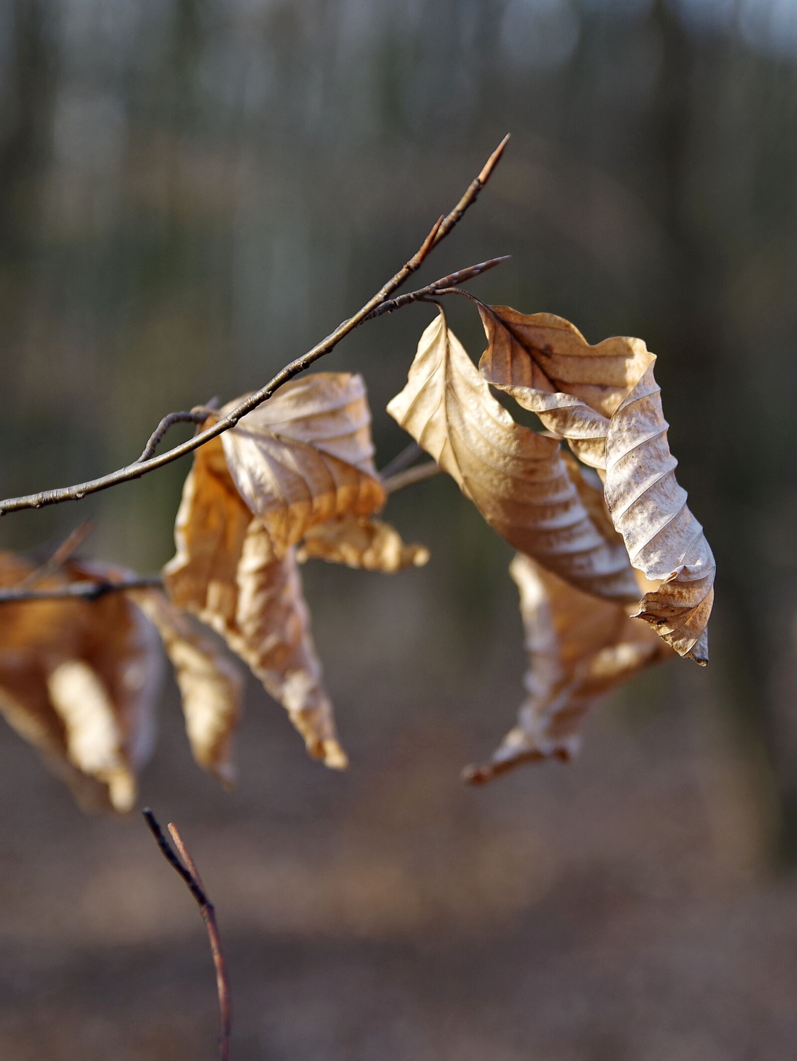 Pentax K-S2 sample photo. Nature, leaf, tree photography
