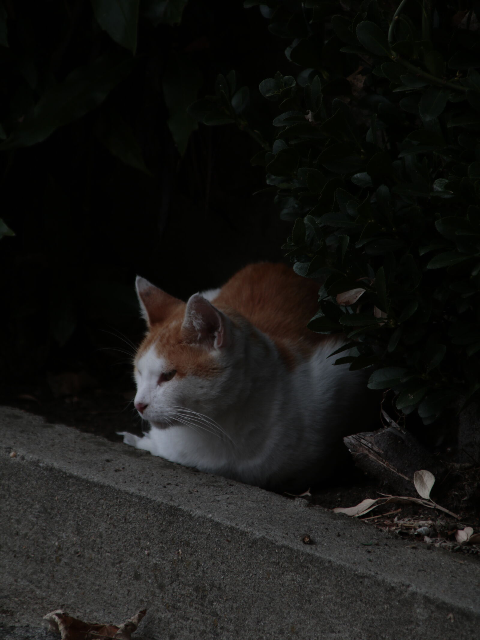 Canon EOS 750D (EOS Rebel T6i / EOS Kiss X8i) sample photo