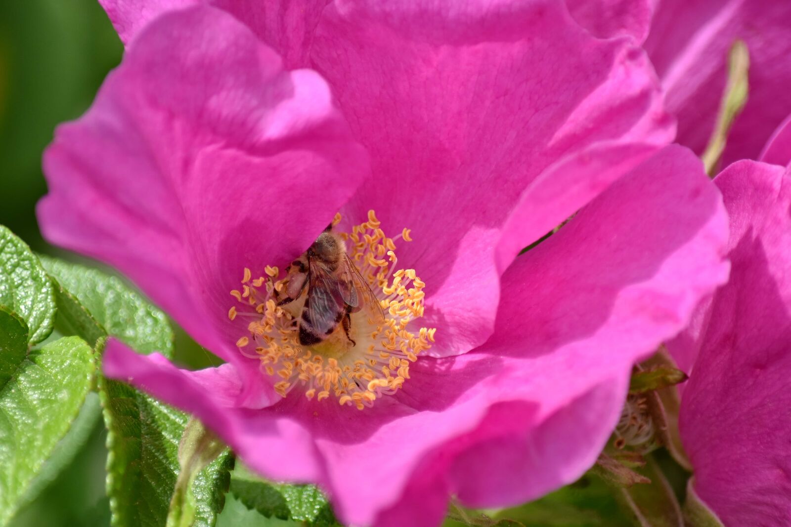 Nikon D5500 sample photo. Bee, honeybee, pollen, rose photography