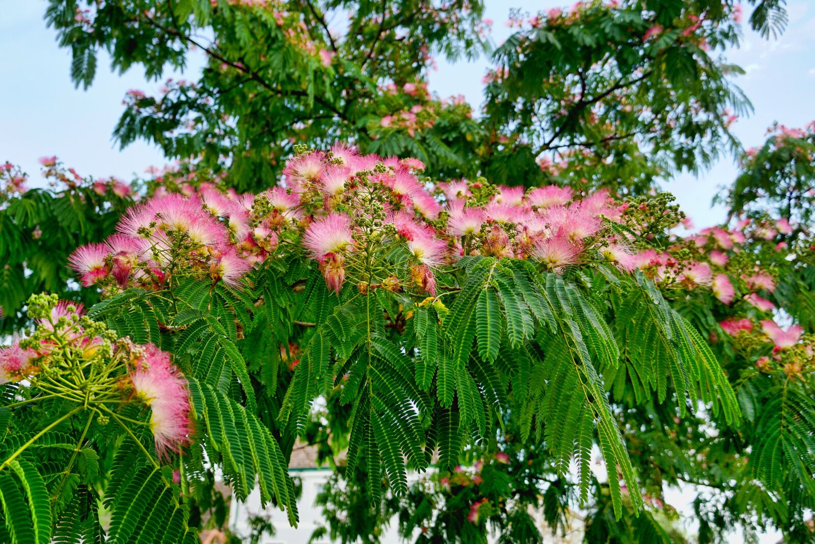 Sony a6000 sample photo. Nature, tree, silk tree photography