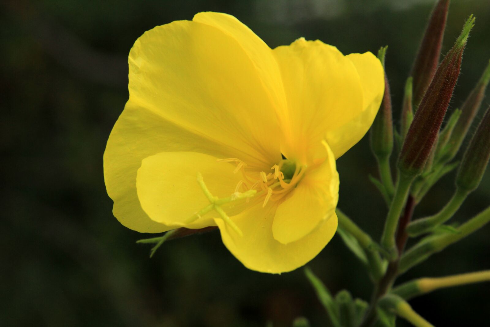 Canon EOS 60D sample photo. Pink evening primrose, flower photography