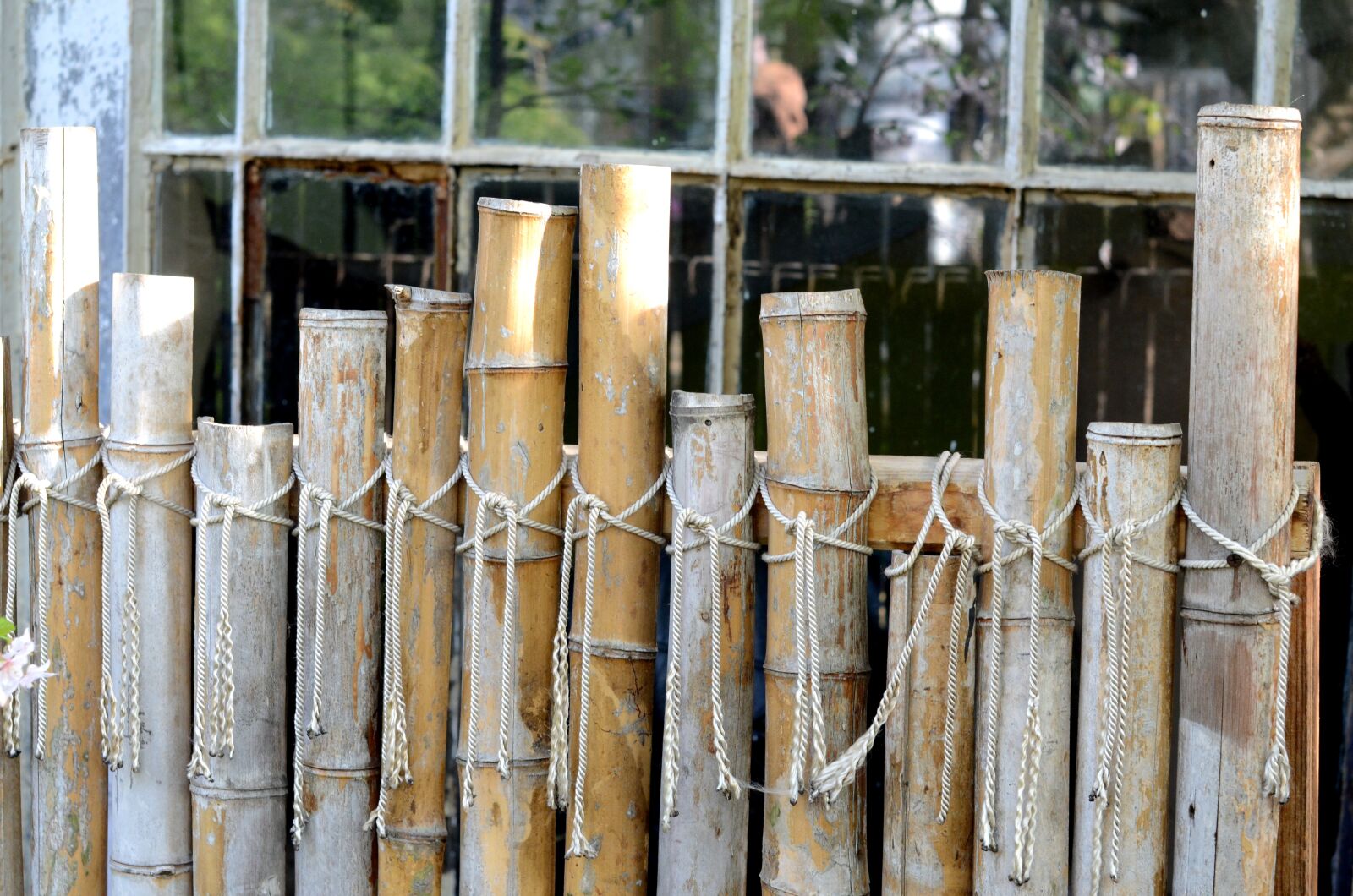 Nikon D5100 sample photo. Bamboo, fence, row photography