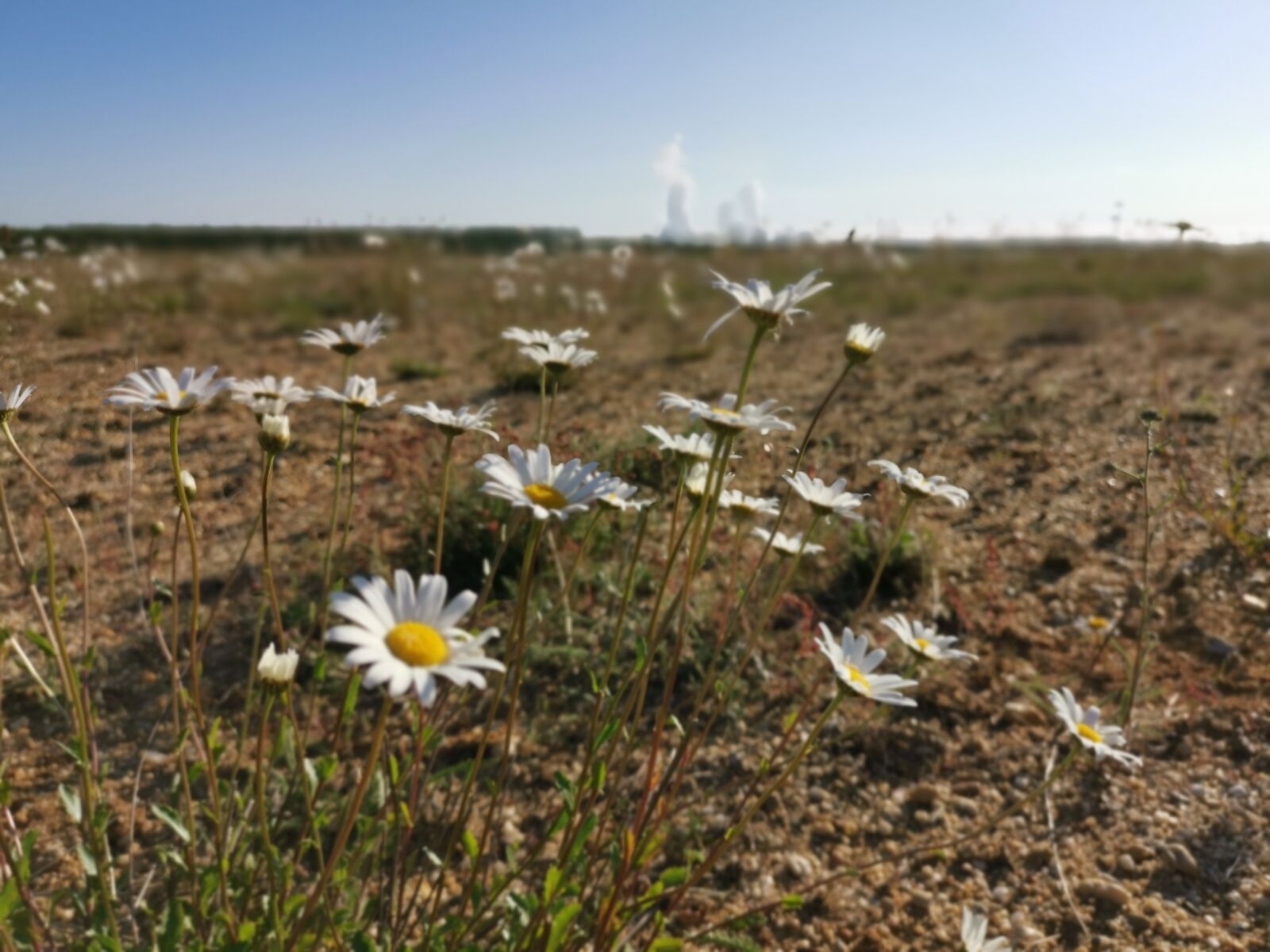HUAWEI LYA-L29 sample photo. Flowers, marguerite, spring photography