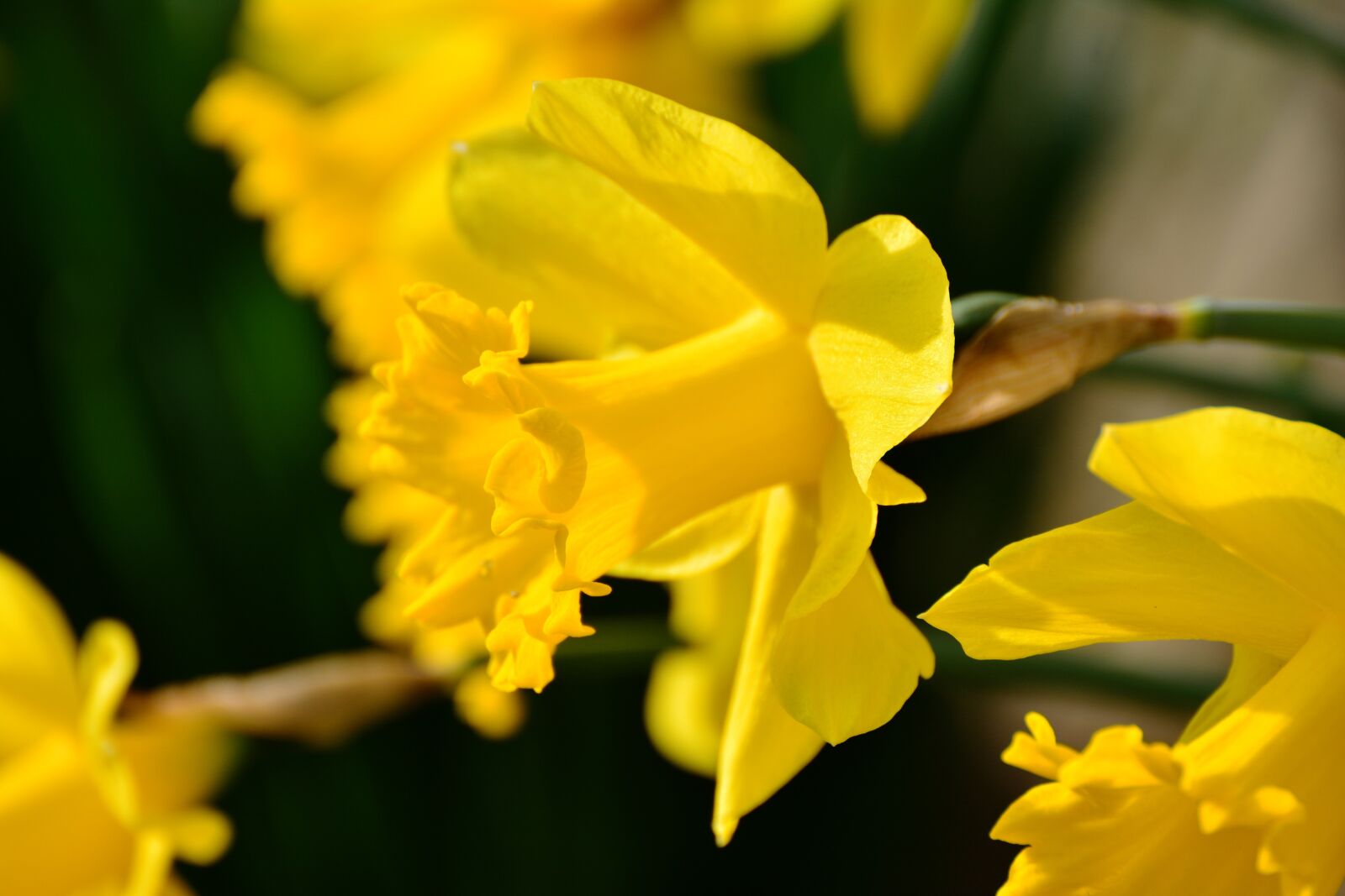 Nikon D5200 sample photo. Daffodils, osterglocken, yellow photography