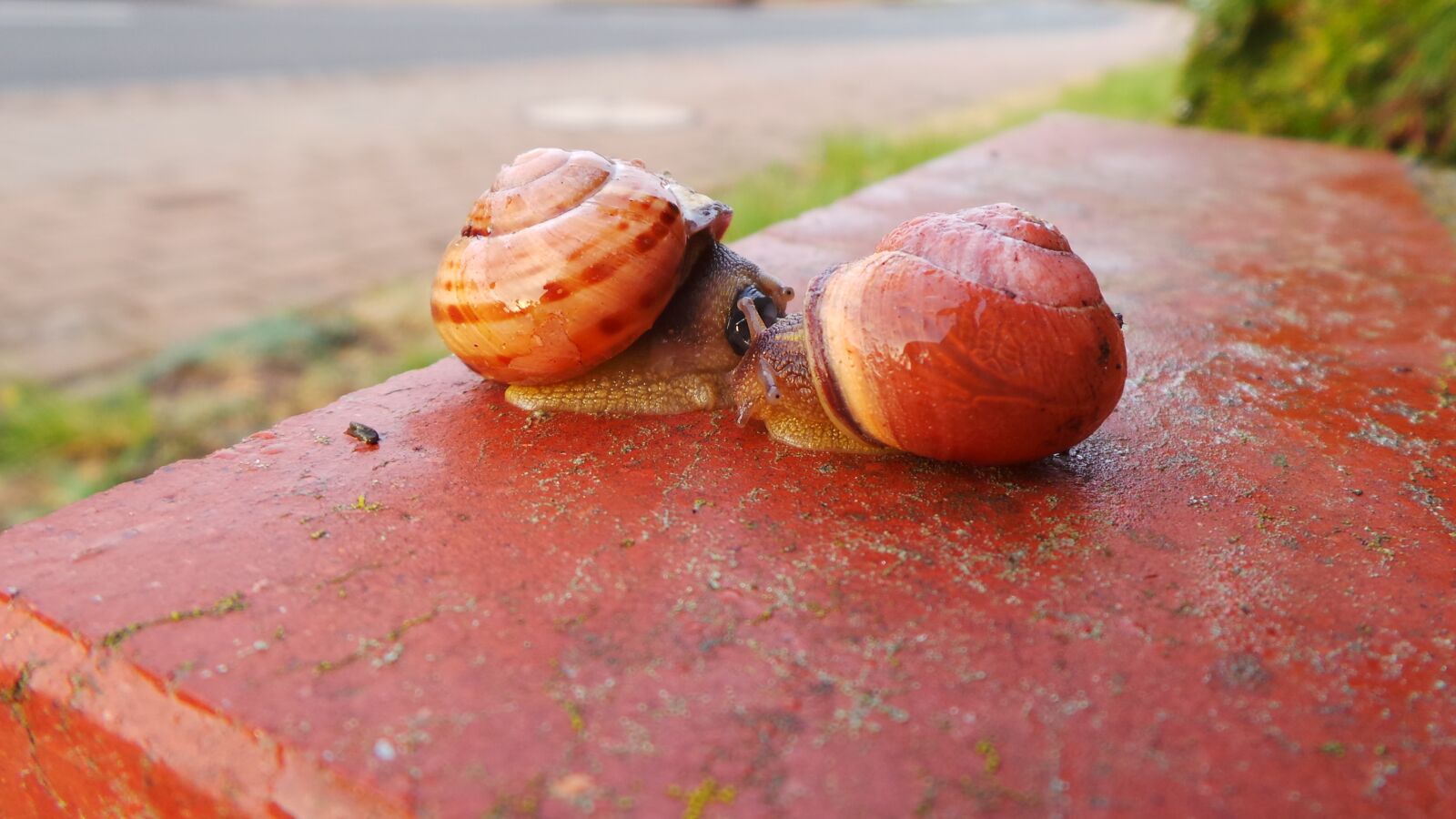 Samsung Galaxy Camera (Wi-Fi) sample photo. Snail, snails, love photography