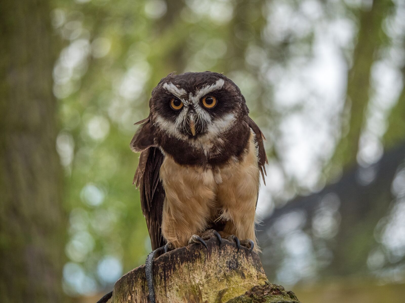 LUMIX G VARIO 100-300/F4.0-5.6II sample photo. Spectacle owl, owl, bird photography