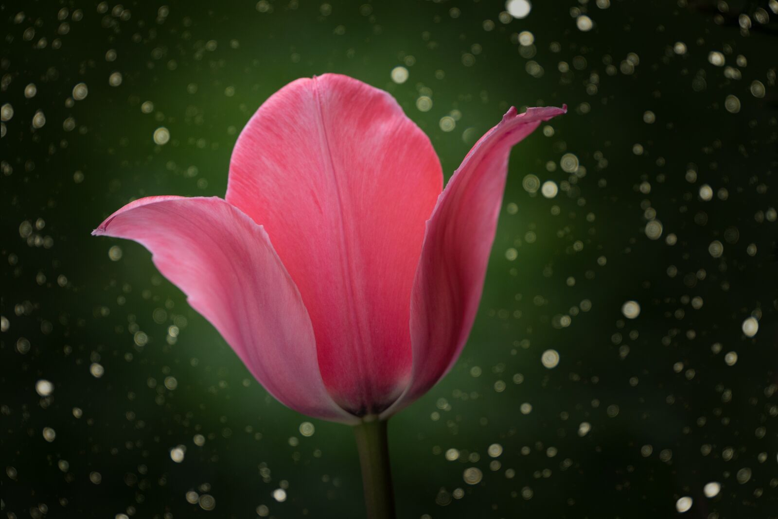 Nikon D750 sample photo. Tulip, flower, blossom photography