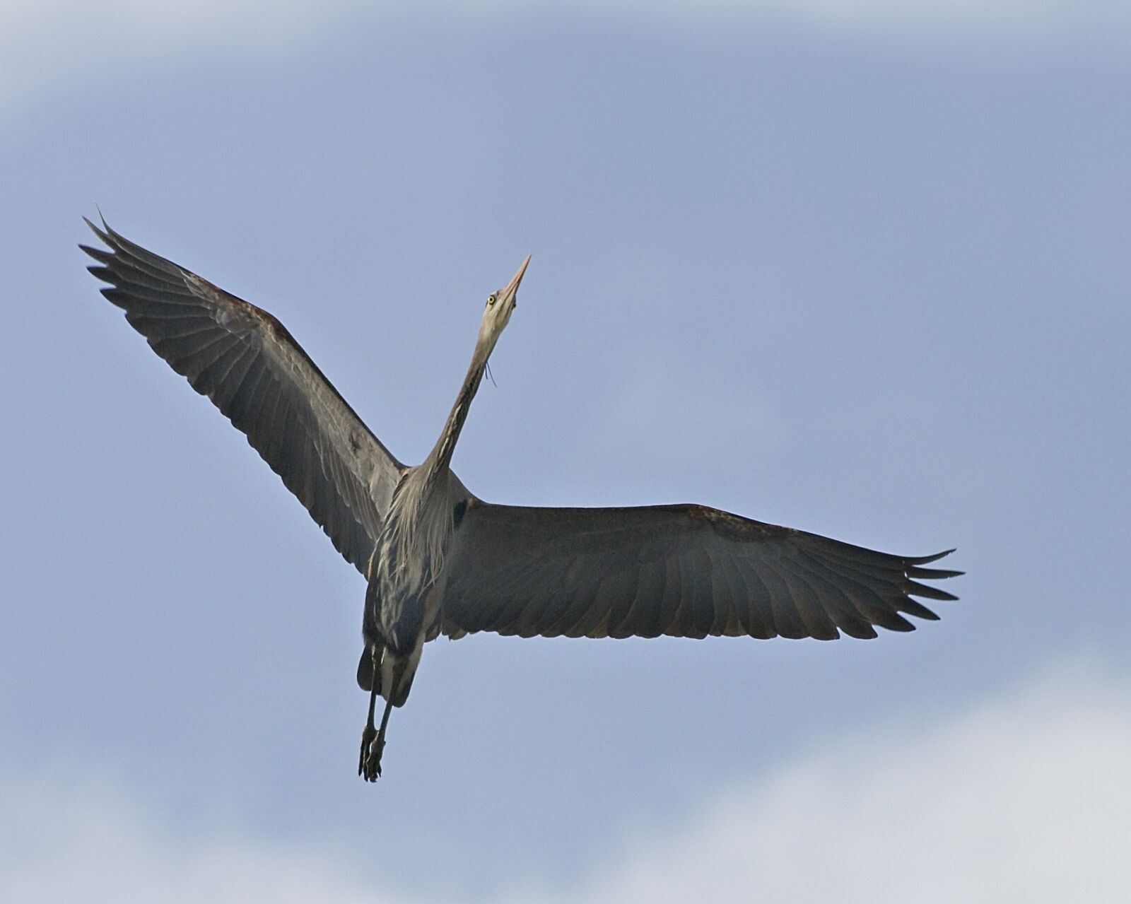 Canon EOS D60 sample photo. Great blue heron, flying photography