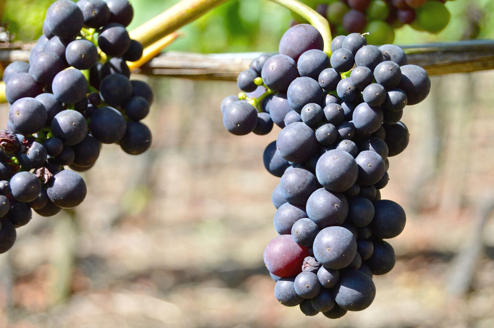 Nikon D3200 sample photo. Rebstock, grapes, henkel photography