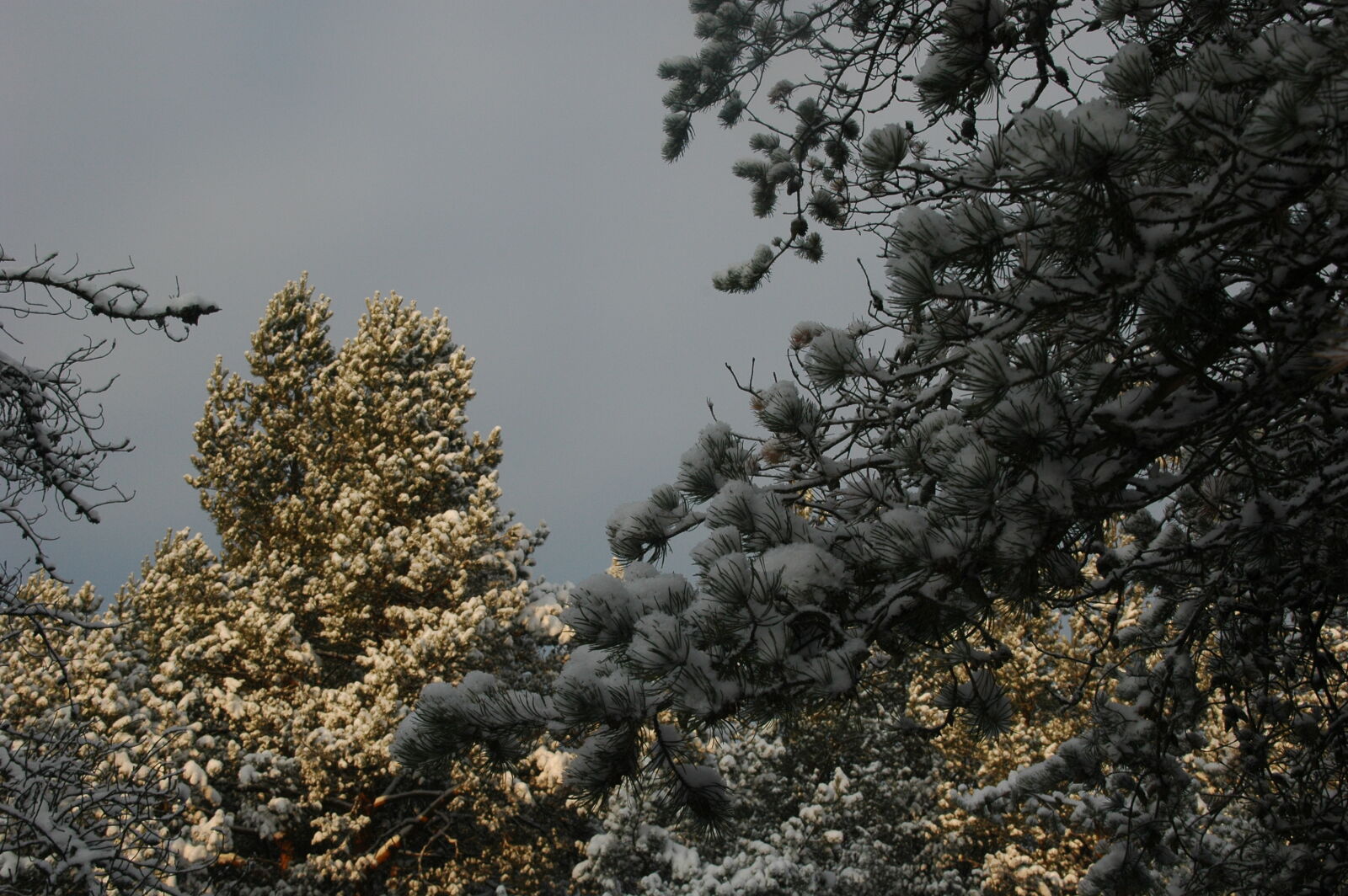 Nikon D70s sample photo. Winter photography